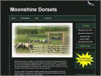 Moonshine Dorsets